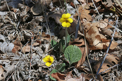 Viola charlestonensis