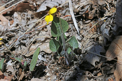 Viola charlestonensis