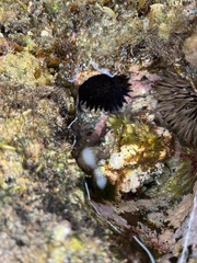 Echinometra oblonga