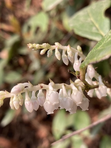 Fragrant wintergreen (Gaultheria fragrantissima)