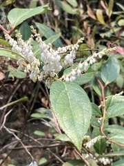 Gaultheria fragrantissima, photograph author not stated, no rights reserved
