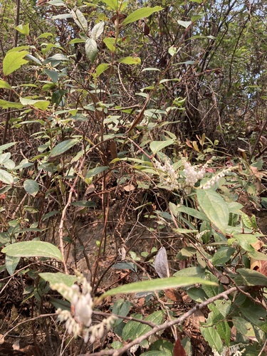 Gaultheria fragrantissima, photograph 5
