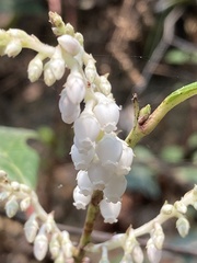 Gaultheria fragrantissima, photograph author not stated, no rights reserved