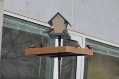 Leucosticte tephrocotis tephrocotis