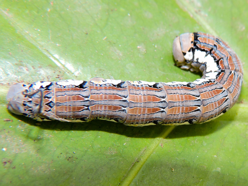 Rimosus Sphinx