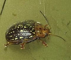 Paropsisterna cernua