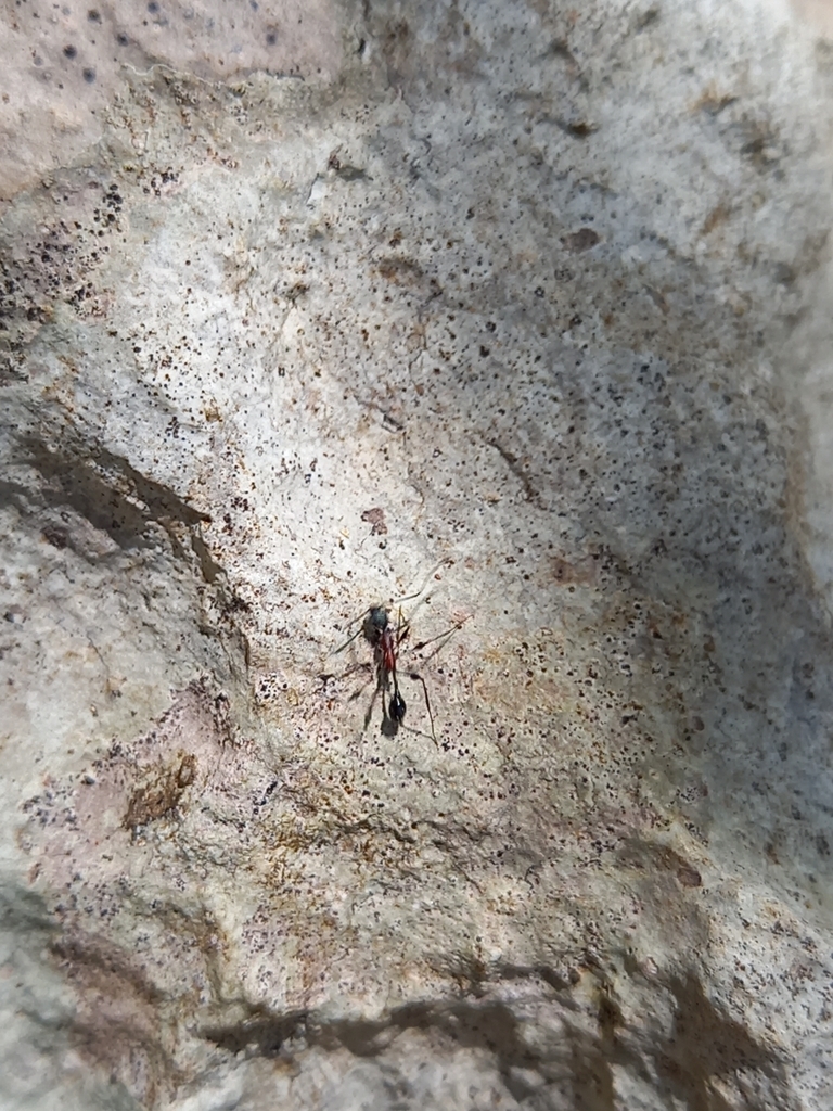 Acorn Ants