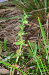 Gratiola pubescens