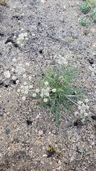 Lomatium nevadense parishii