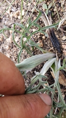 Lomatium nevadense parishii
