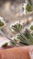 Lomatium nevadense parishii