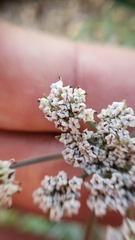 Lomatium nevadense parishii