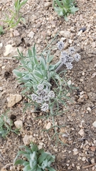 Lomatium nevadense parishii