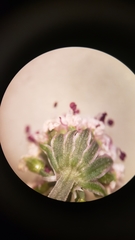 Lomatium nevadense parishii