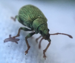 Phyllobius