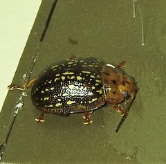 Paropsisterna cernua
