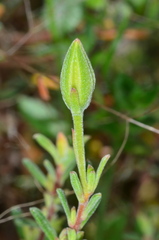 Hibbertia australis