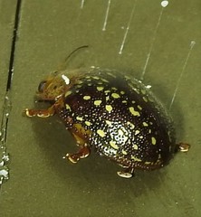 Paropsisterna cernua