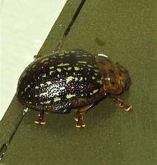Paropsisterna cernua