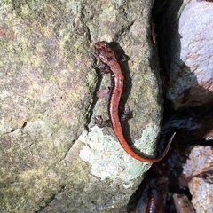 Plethodontinae