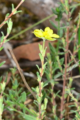 Hibbertia australis