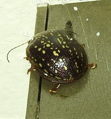 Paropsisterna cernua