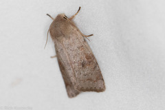 Orthosia