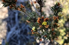 Phyllota pleurandroides