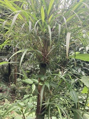 Chusquea longifolia