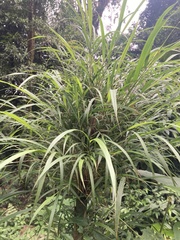 Chusquea longifolia