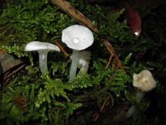 Gloiocephala quercetorum