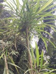 Chusquea longifolia