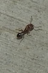 Veromessor chicoensis