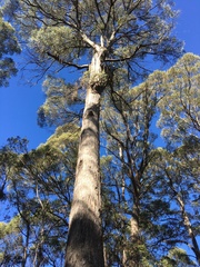 Eucalyptus amygdalina