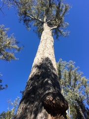 Eucalyptus delegatensis