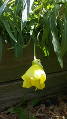 Oenothera macrocarpa