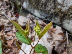 Euphorbia mercurialina