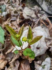Euphorbia mercurialina