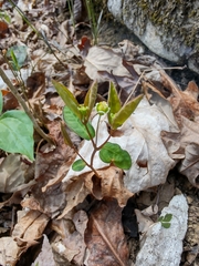 Euphorbia mercurialina