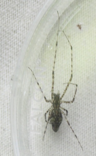 Tetragnatha quasimodo