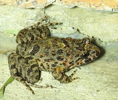 Tusked Frog photo 2