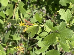 Ribes aureum gracillimum
