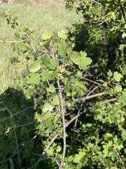 Ribes aureum gracillimum
