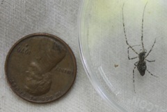 Tetragnatha quasimodo