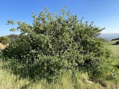Ribes aureum gracillimum