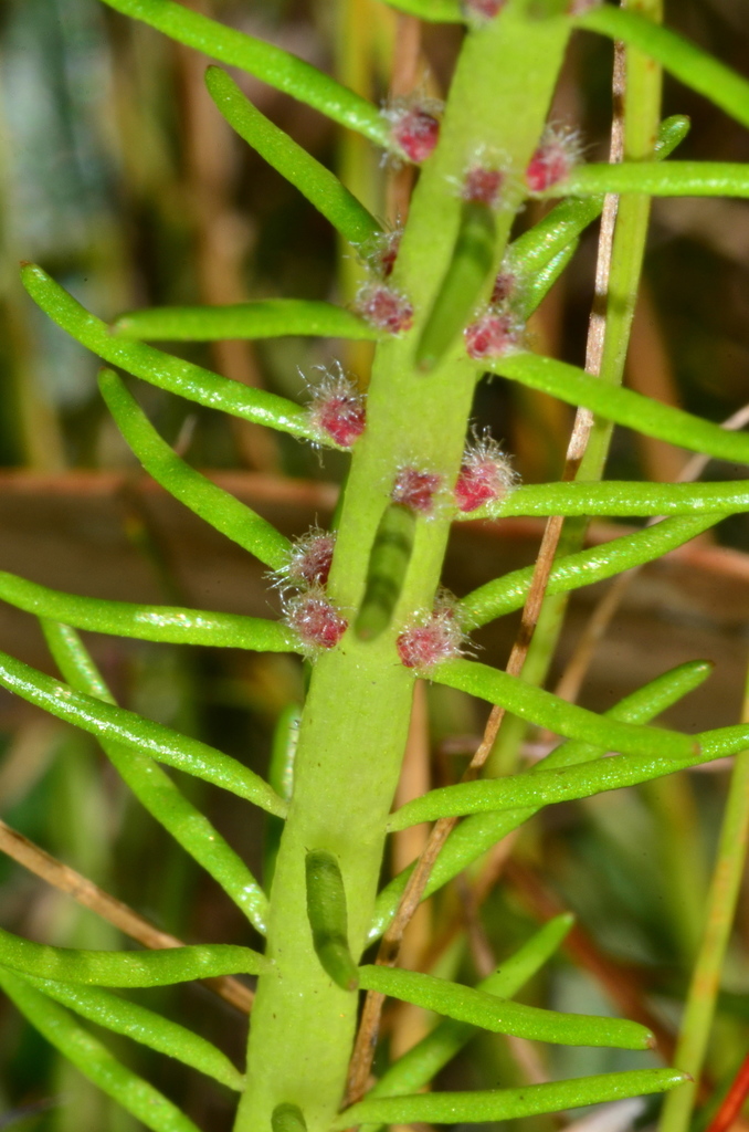 Myriophyllum simulans