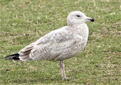 Larus argentatus
