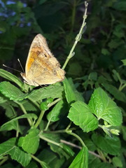 Junonia genoveva hilaris