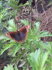 Junonia genoveva hilaris