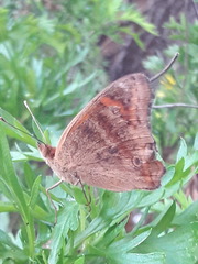 Junonia genoveva hilaris